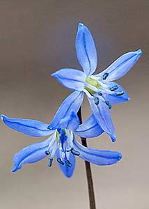 Siberian squill-1