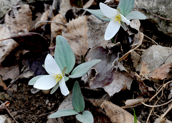 Snow trillium