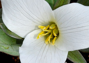 Snow trillium