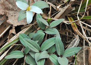 Snow trillium