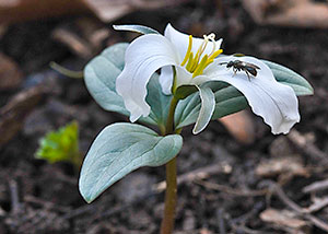 Snow trillium