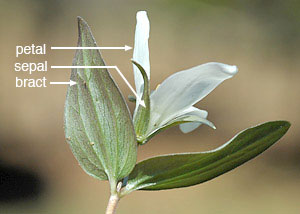 Snow trillium