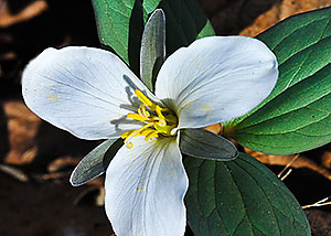 Snow trillium