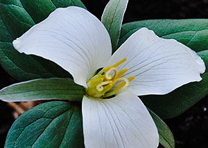 Snow trillium