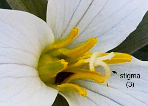 Snow trillium