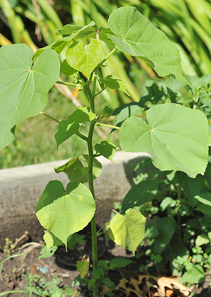 Velvetleaf