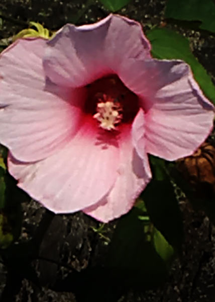 Halberd-leaved rose-mallow-1