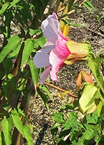 Halberd-leaved rose-mallow-2