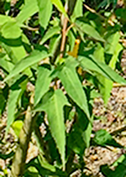 Halberd-leaved rose-mallow-3