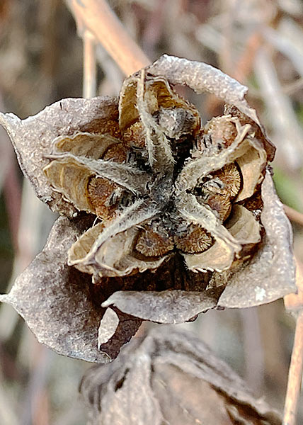 Halberd-leaved rose-mallow-6