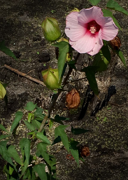 Halberd-leaved rose-mallow