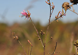 biennial beeblossom