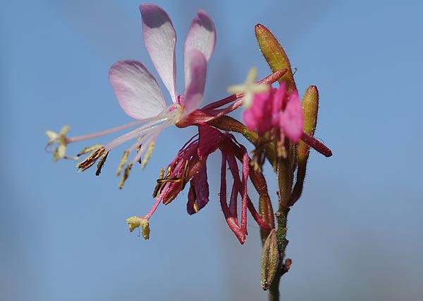 biennial beeblossom