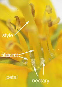 floating primrose-willow-4