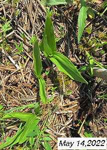 palegreen orchid-1