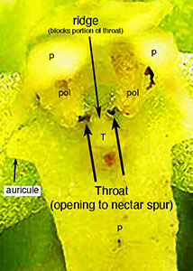 palegreen orchid-10