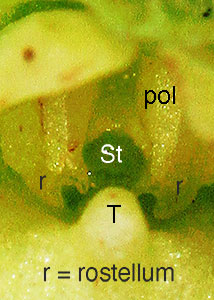 palegreen orchid-11