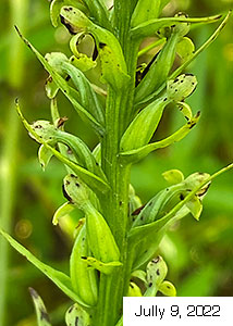 palegreen orchid-13