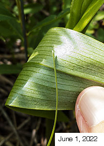 palegreen orchid-3