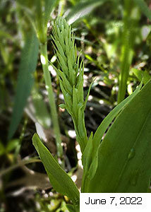 palegreen orchid-4
