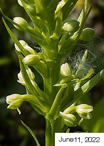 palegreen orchid-5