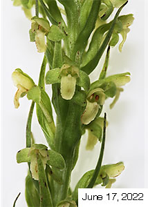 palegreen orchid-7