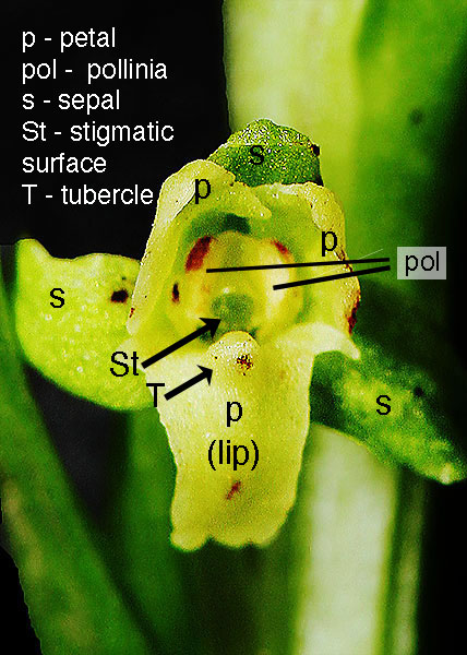 palegreen orchid-8