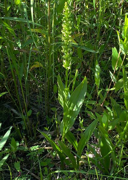 palegreen orchid