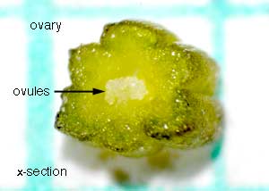 Puttyroot orchid-20