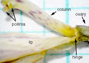 Puttyroot orchid-23