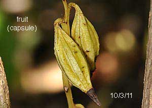 Puttyroot orchid-32