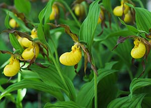 Yellow Ladyslipper Orchid