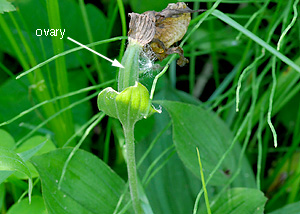 Yellow Ladyslipper Orchid