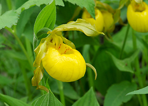 Yellow Ladyslipper Orchid