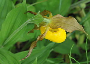 Yellow Ladyslipper Orchid