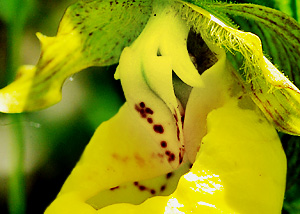 Yellow Ladyslipper Orchid