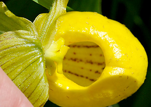 Yellow Ladyslipper Orchid