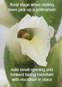 nodding ladies'-tresses-19