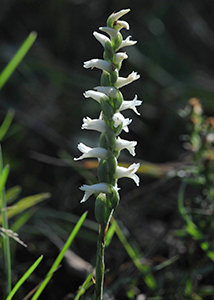 nodding ladies'-tresses-2