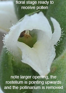 nodding ladies'-tresses-20