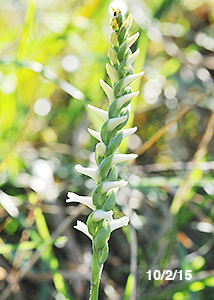 nodding ladies'-tresses-31