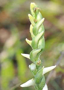 nodding ladies'-tresses-32