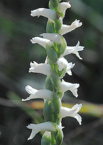 nodding ladies'-tresses-34