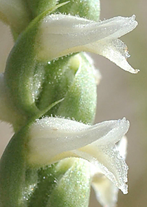 nodding ladies'-tresses-35