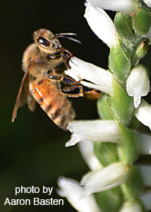 nodding ladies'-tresses-36