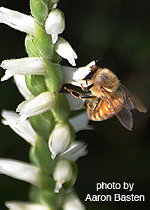 nodding ladies'-tresses-38