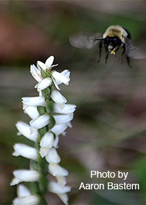 nodding ladies'-tresses-39