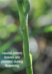 nodding ladies'-tresses-4
