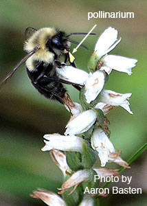 nodding ladies'-tresses-40