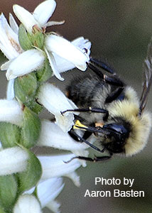 nodding ladies'-tresses-42